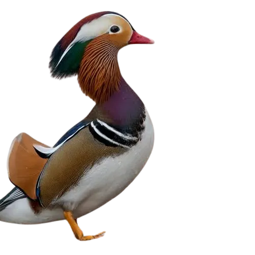 Men’s colorful slip-on canvas shoes - Mandarin Duck