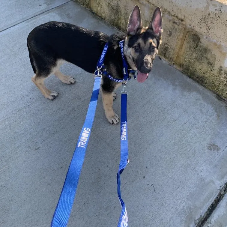 TRAINING - Multi Purpose Double Ended Lead