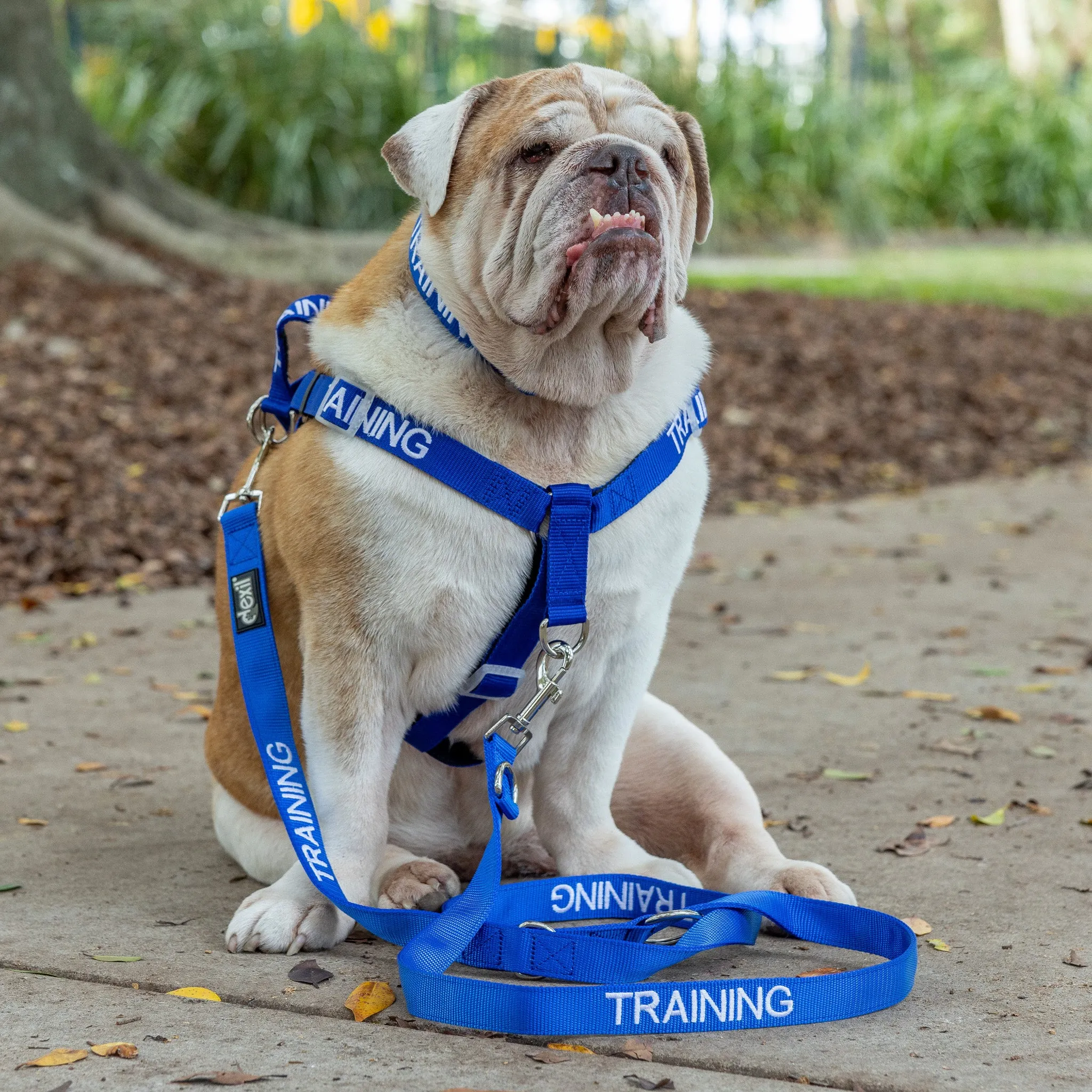 TRAINING - Multi Purpose Double Ended Lead